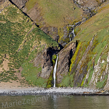 Waterfall and Penguin and Seal Colony 0338