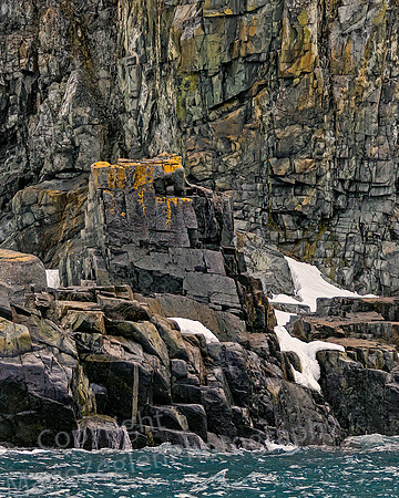 Lichen on Spert Island Walls 0378