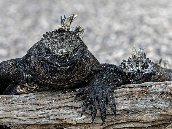 Galapagos Marine Iguana Friends 3682