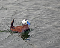 Andean Ruddy Duck Hybrid 1468