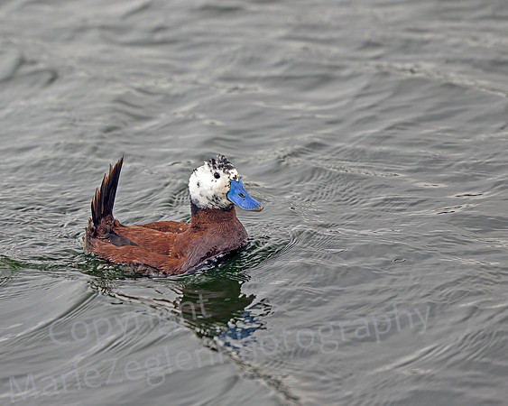 Andean Ruddy Duck Hybrid 1468