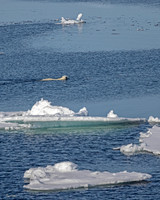 Polar Bear Swimming among Bergs