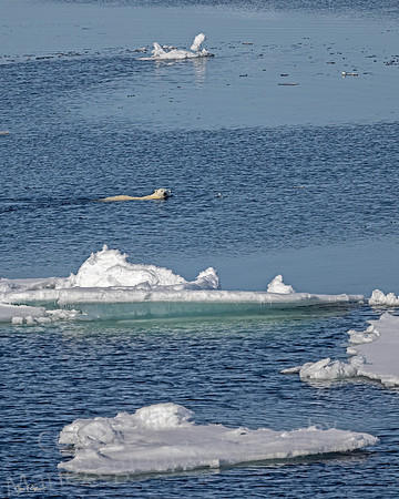 Polar Bear Swimming among Bergs