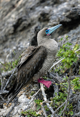 Galapagos Red Footed Booby on Branch 2701