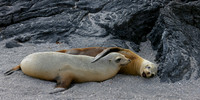Galapagos Sea Lion and Pup Snuggle 3615