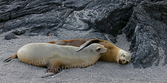 Galapagos Sea Lion and Pup Snuggle 3615