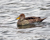 Yellow Billed Pintail 1499