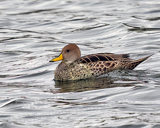 Yellow Billed Pintail 1499