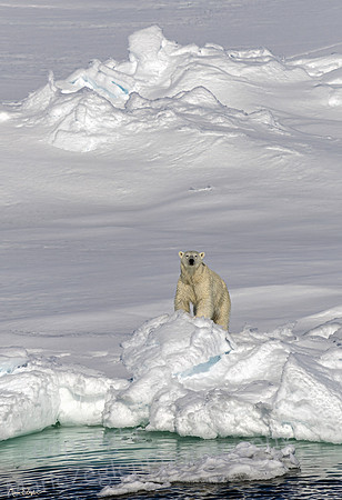 Polar Bear Overseeing Domain