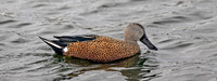 Red Shoveler 1488
