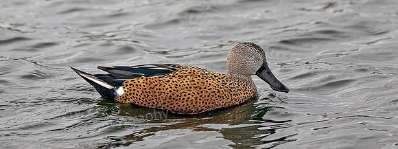 Red Shoveler 1488
